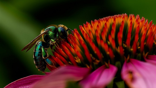 Close-up of green sweat bee on coneflower