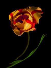 The Clown Art,Black,Bloom,Botanical,Close-up,Color,Dark,Floral,Flower,Focus,Macro,Petal,Plant,Still life,Underexposed,Very blurred,Yellow,abstract,background,blossom,flora,green,nature,red,tulip,