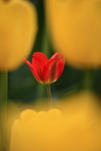 Center Of Attention Any Vision,Boerner Botanical Garden,Botany,Close-up,Coquelicot,Flower,Flowering plant,Labels,Lily family,Love,Macro photography,Natural Objects,Petal,Photo type,Photography,Places,Plant,Plant stem,Red,Sky,Spring,Still life,Still life photography,Tulip,Wil