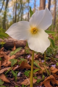 Brick by Brick: The Heartbeat of Wehr Nature Center Beauty,Bloom,Botanical,Botany,Brown,Close-up,Color,Detail,Floral,Flower,Focus,Fresh,Growth,Light,Macro,Meadow,Natural,Park,Petal,Plant,Spring,Stem,Sunlight,Trillium,Trillium grandiflorum,Well-exposed,White,Wild,Wildflower,Yellow,autumn,background,blossom,
